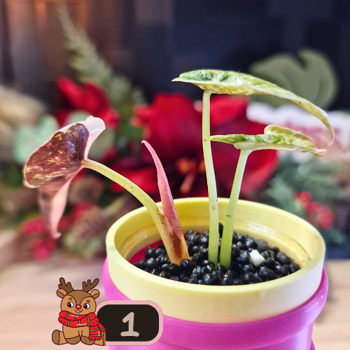 Alocasia Cuprea Pink Marble