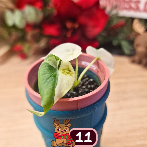 Alocasia Black Velvet pink