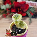 Alocasia Cuprea Pink Marble