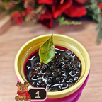 Alocasia Azlanii aurea/orange