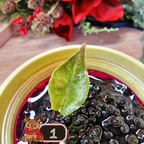 Alocasia Azlanii aurea/orange