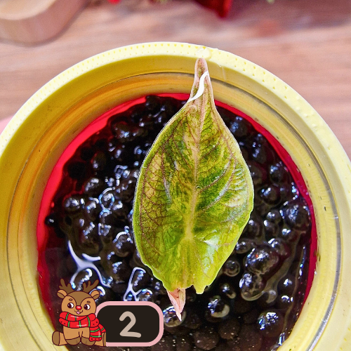 Alocasia Azlanii aurea/orange