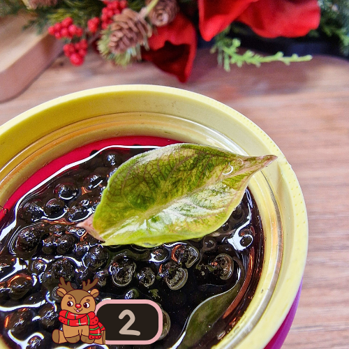 Alocasia Azlanii aurea/orange