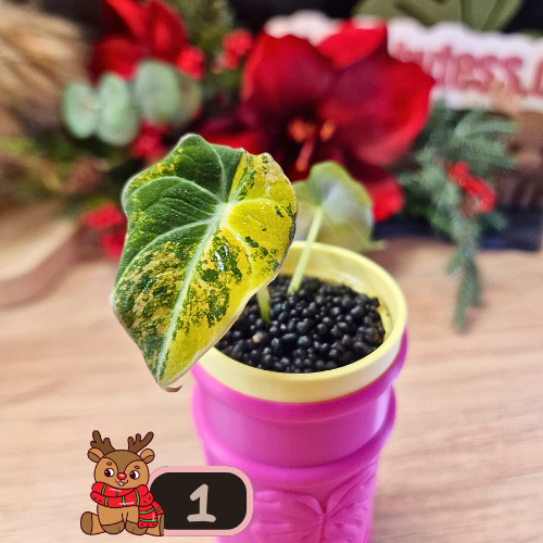 Alocasia Black Velvet Gold