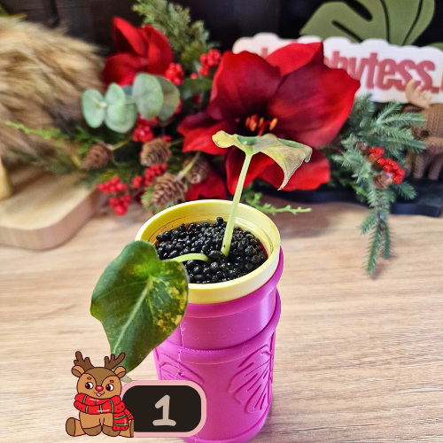 Alocasia Black Velvet Gold