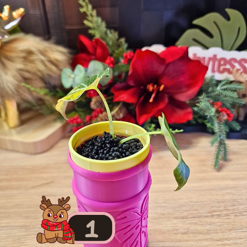 Alocasia Black Velvet Gold