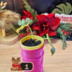 Alocasia Black Velvet Gold