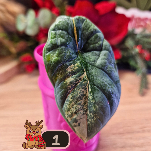 Alocasia Nebula aurea