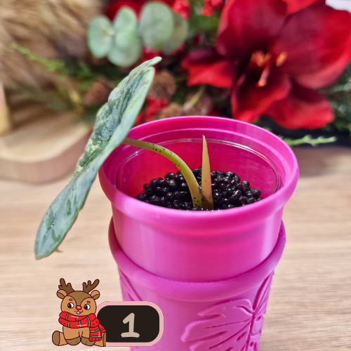 Alocasia Nebula aurea