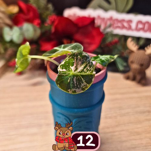 Alocasia Black Velvet pink