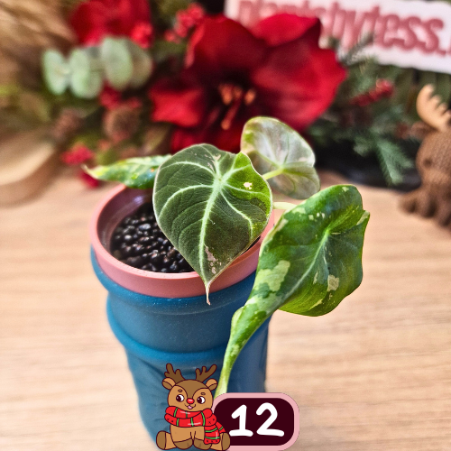 Alocasia Black Velvet pink