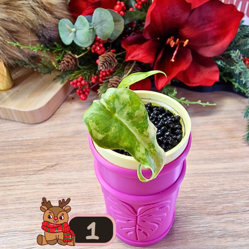 Alocasia Sarian aurea