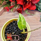 Alocasia Sarian aurea