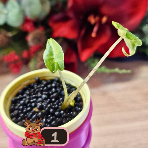 Alocasia Sarian aurea