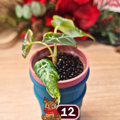 Alocasia Black Velvet pink