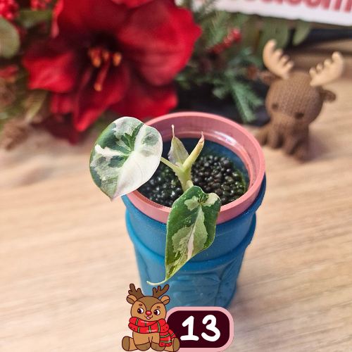 Alocasia Black Velvet pink