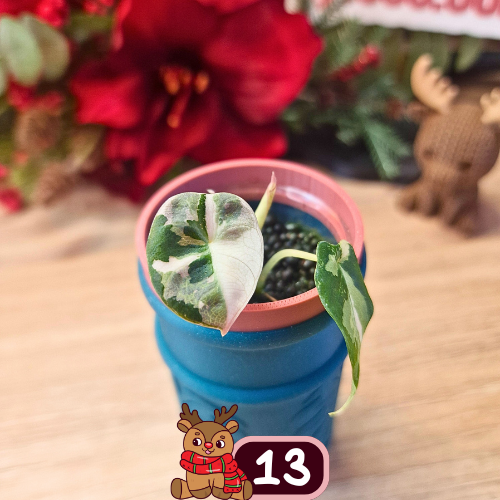 Alocasia Black Velvet pink