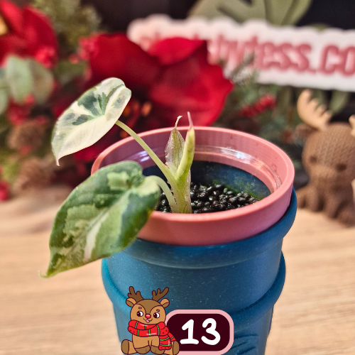 Alocasia Black Velvet pink