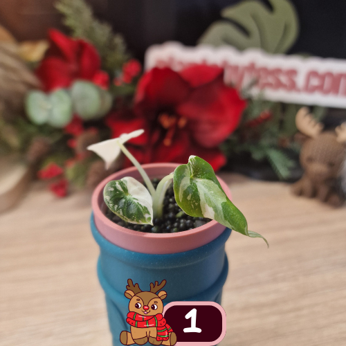 Alocasia Black Velvet pink