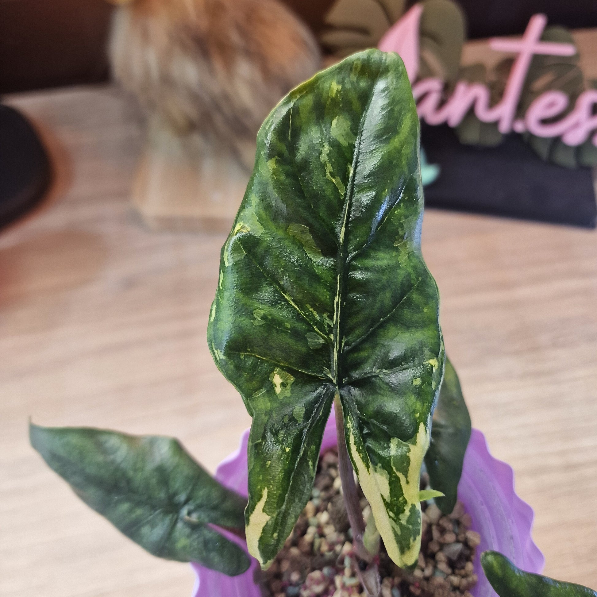 Alocasia Corazon aurea corms