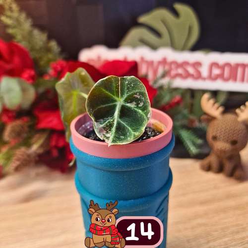 Alocasia Black Velvet pink