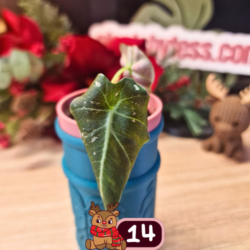 Alocasia Black Velvet pink