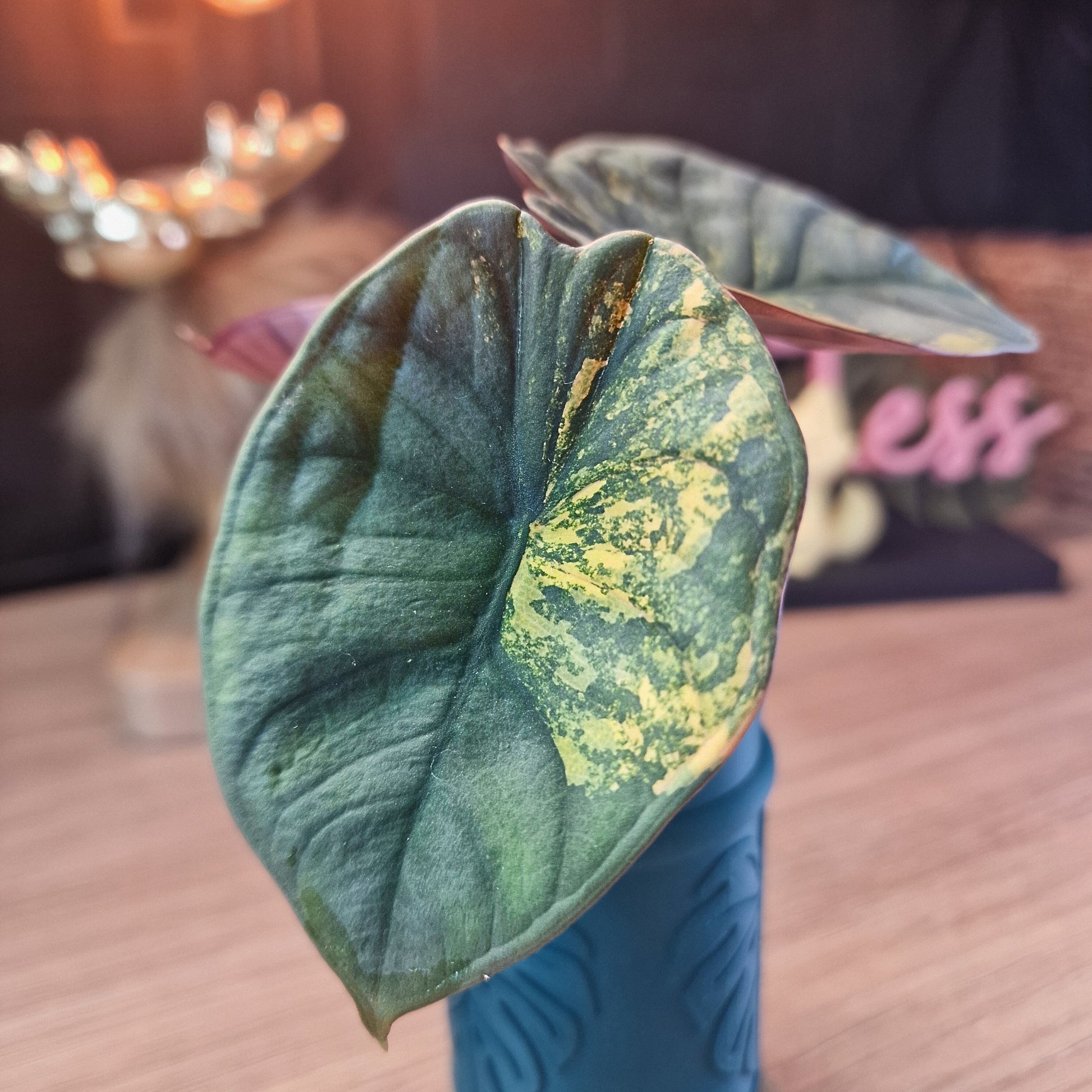 Alocasia Nebula aurea