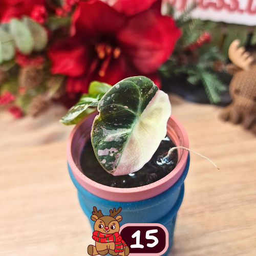 Alocasia Black Velvet pink