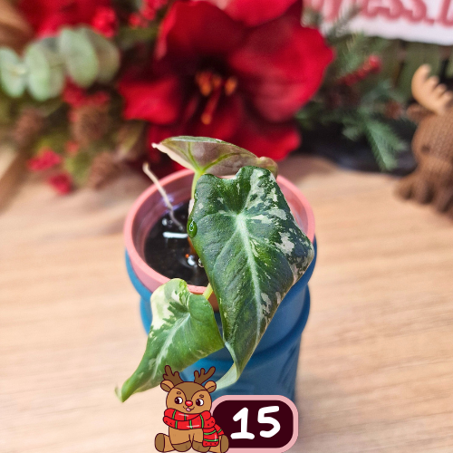 Alocasia Black Velvet pink