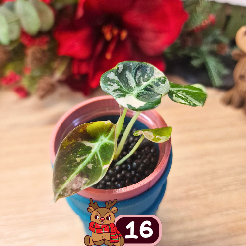 Alocasia Black Velvet pink