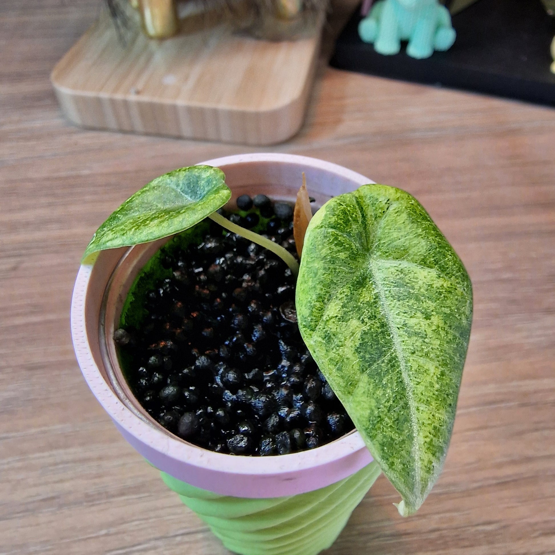Alocasia Maharani Gold