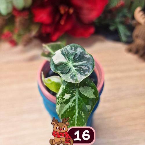 Alocasia Black Velvet pink