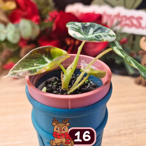 Alocasia Black Velvet pink