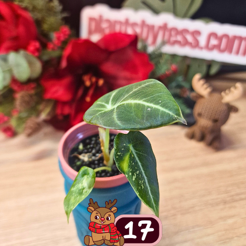 Alocasia Black Velvet pink