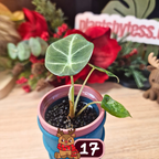 Alocasia Black Velvet pink