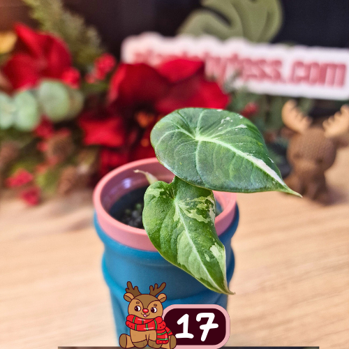 Alocasia Black Velvet pink