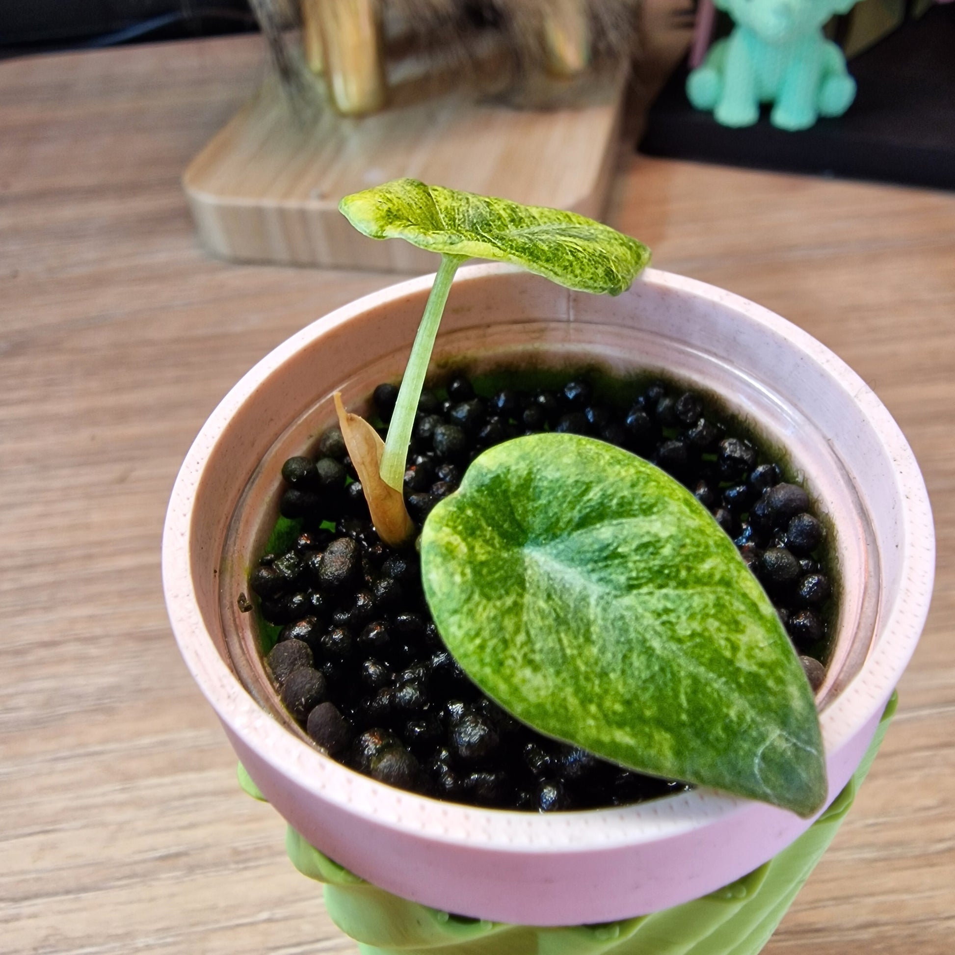 Alocasia Maharani Gold