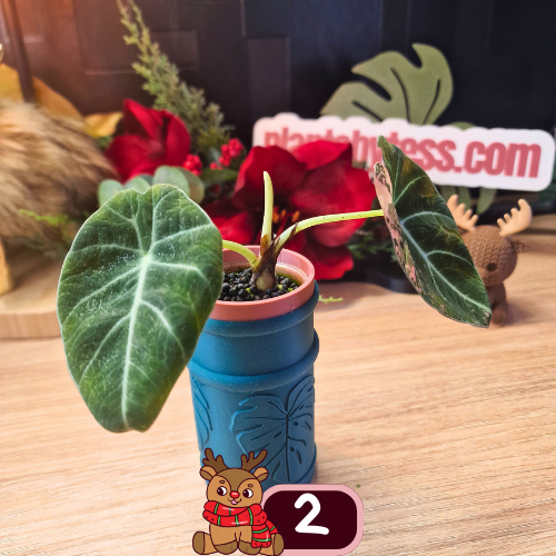 Alocasia Black Velvet pink