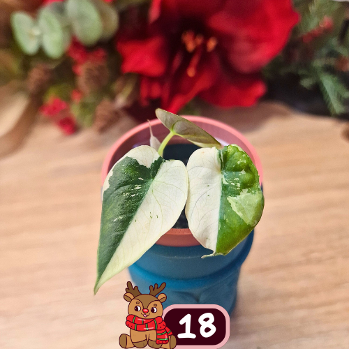 Alocasia Black Velvet pink