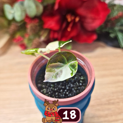 Alocasia Black Velvet pink