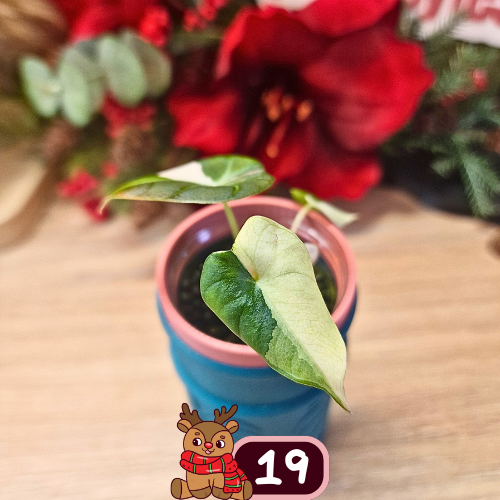 Alocasia Black Velvet pink