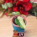 Alocasia Black Velvet pink