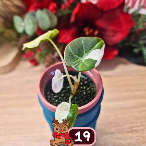 Alocasia Black Velvet pink