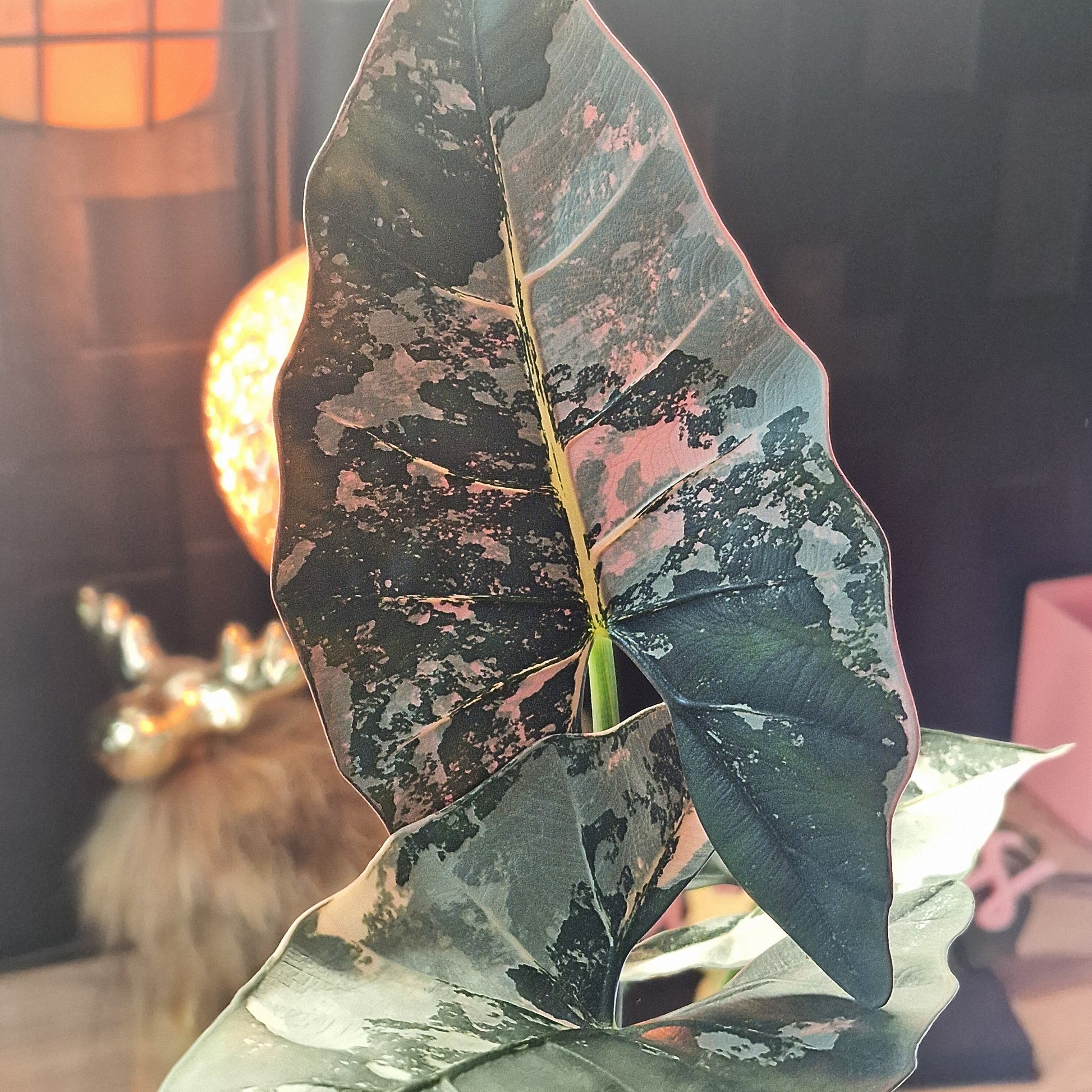 Alocasia Scabriuscula albo/pink corm