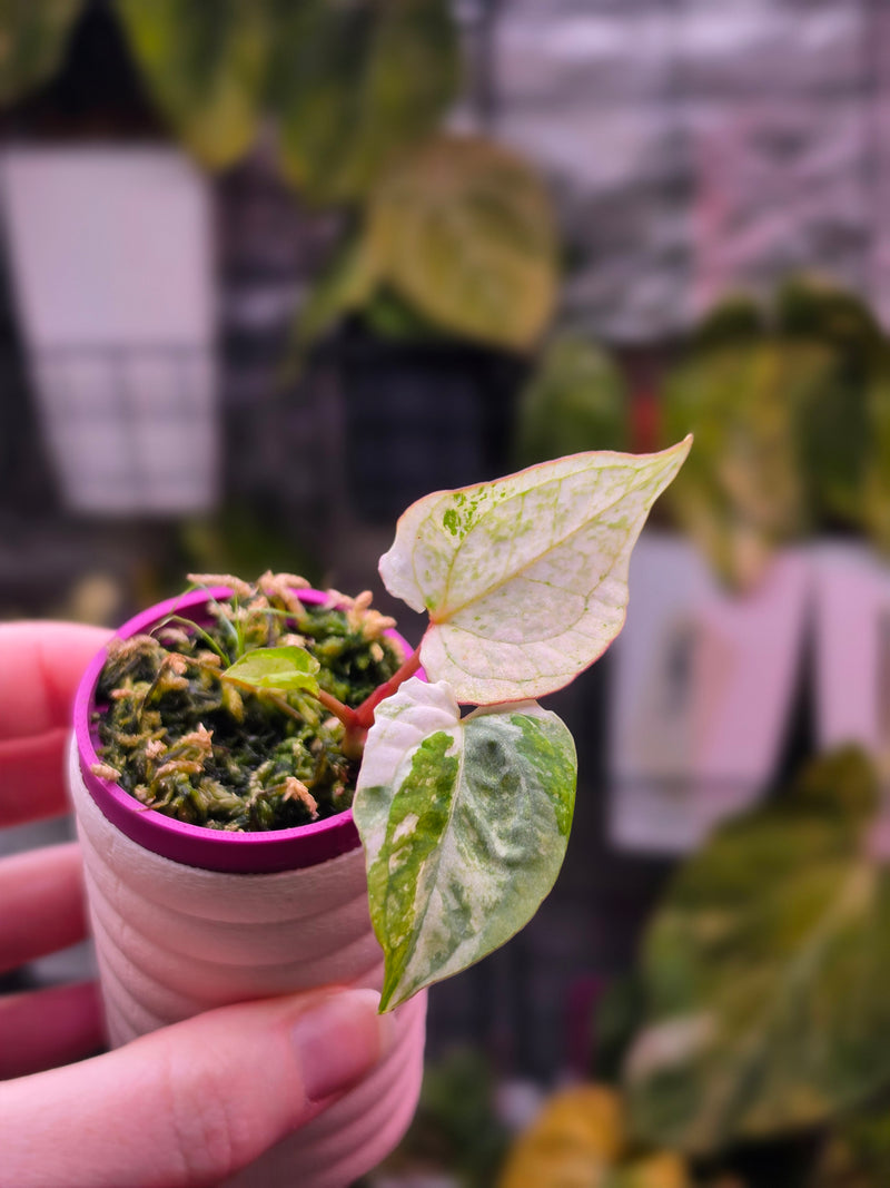 Anthurium Papillilaminum 'Peach' × DPN | Variegated Clone of Peach (M09)