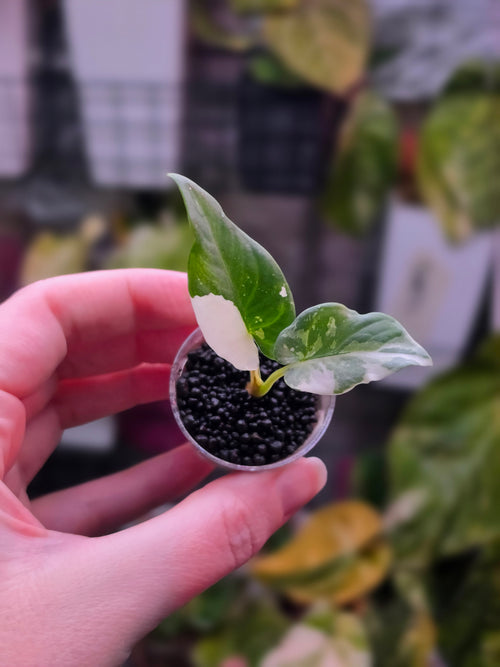 Alocasia Scabriuscula × Reginae Variegated | Baby Plant #1