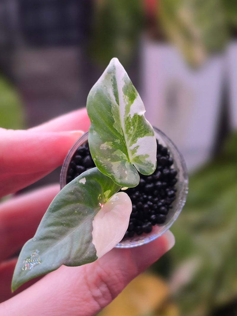 Alocasia Scabriuscula × Reginae Variegated | Baby Plant #1