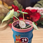 Alocasia Black Velvet pink