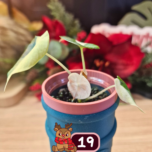 Alocasia Black Velvet pink