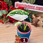 Alocasia Dragon Scale albo